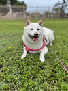 COURTESY POST: Suki - Photo 3