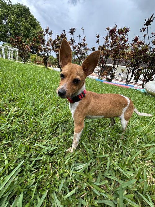 COURTESY POST: BROWNIE - Terrier available for adoption