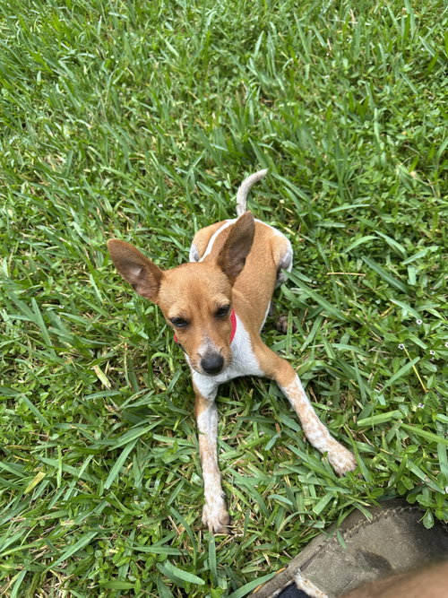 COURTESY POST: BROWNIE - Terrier available for adoption