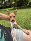COURTESY POST: Brownie - Photo 3