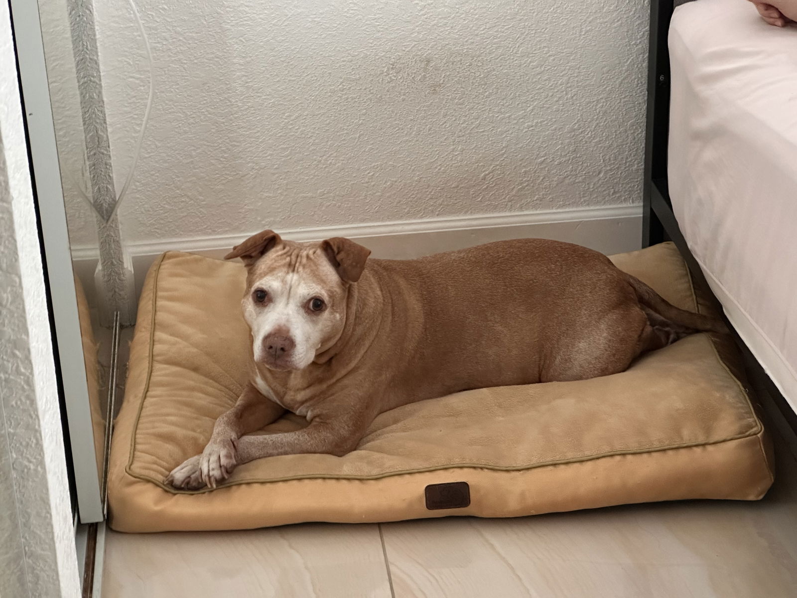 adoptable Dog in Miami, FL named COURTESY POST: Indica