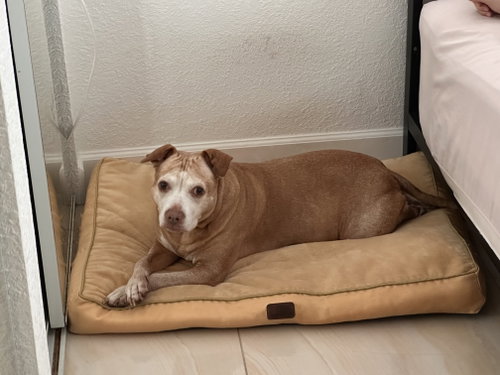 COURTESY POST: INDICA - Pit Bull Terrier available for adoption