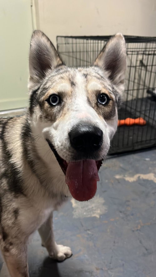 COURTESY POST: HUNTER - Siberian Husky / Australian Shepherd available for adoption