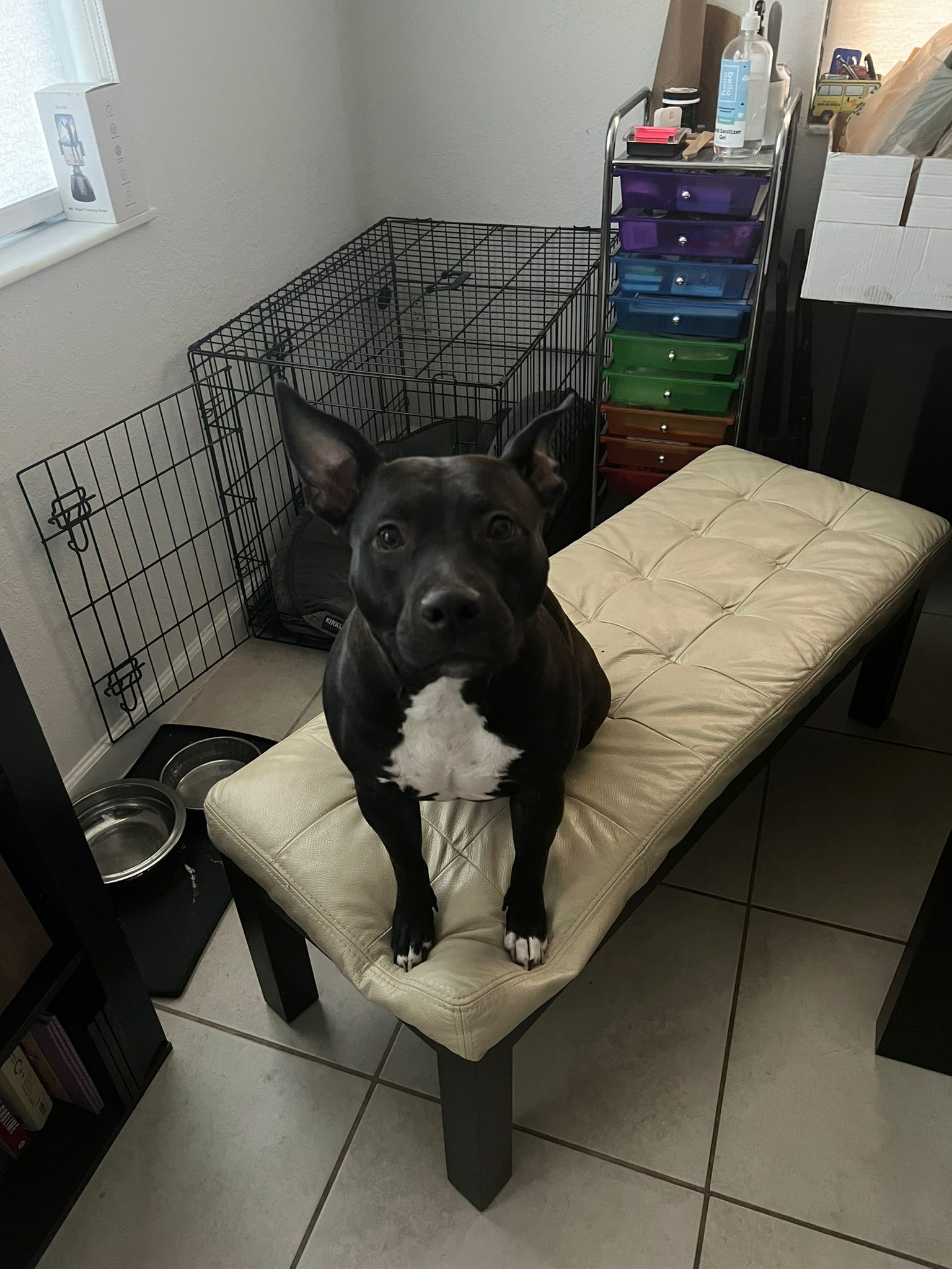 adoptable Dog in Miami, FL named COURTESY POST: Cookie