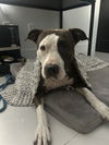 adoptable Dog in  named COURTESY POST: Tina