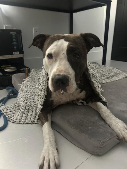 COURTESY POST: TINA - Terrier available for adoption