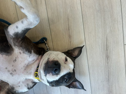 COURTESY POST: TINA - Terrier available for adoption