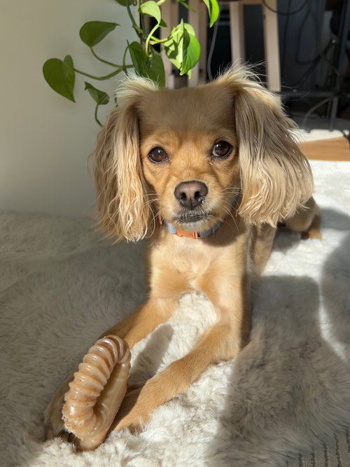 picture of the dog needing adoption