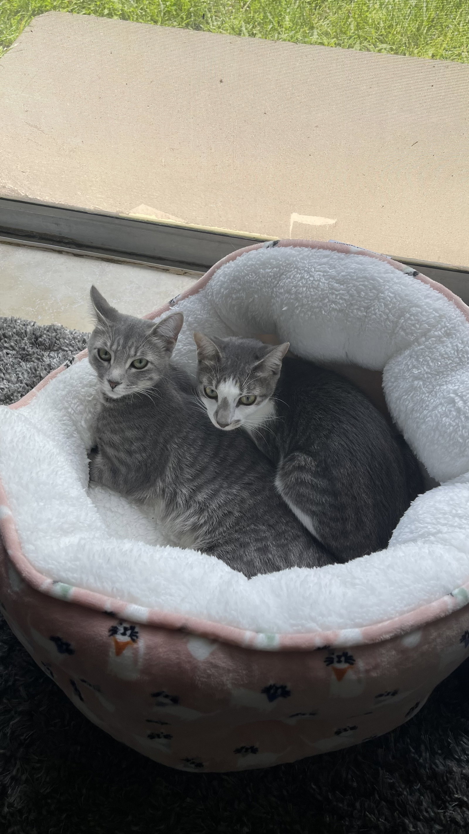 COURTESY POST: Luna and Sophie Image