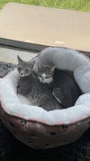 COURTESY POST: Luna and Sophie - Photo 1