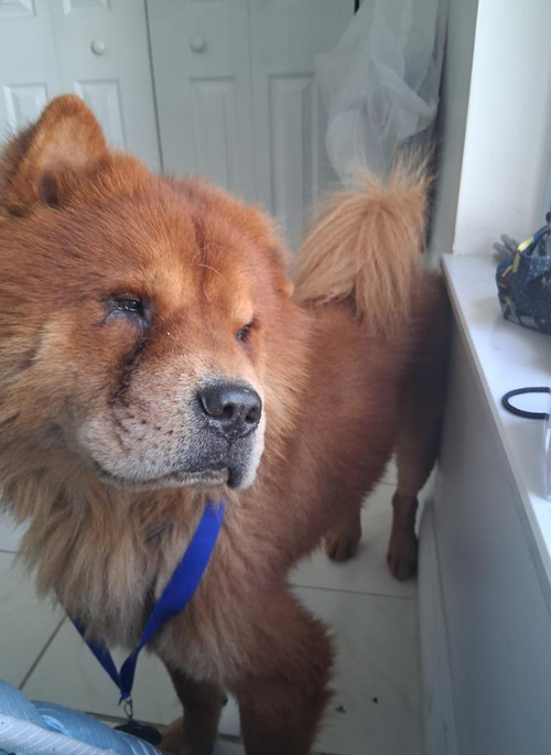 picture of the dog needing adoption