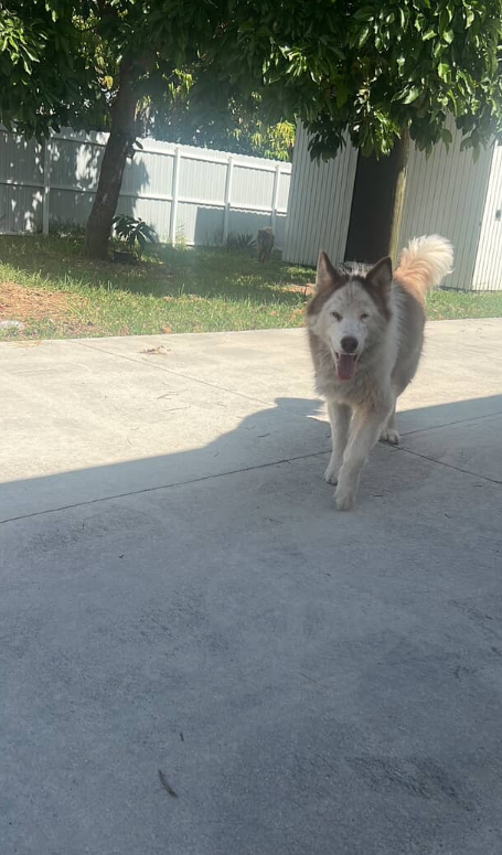 picture of the dog needing adoption