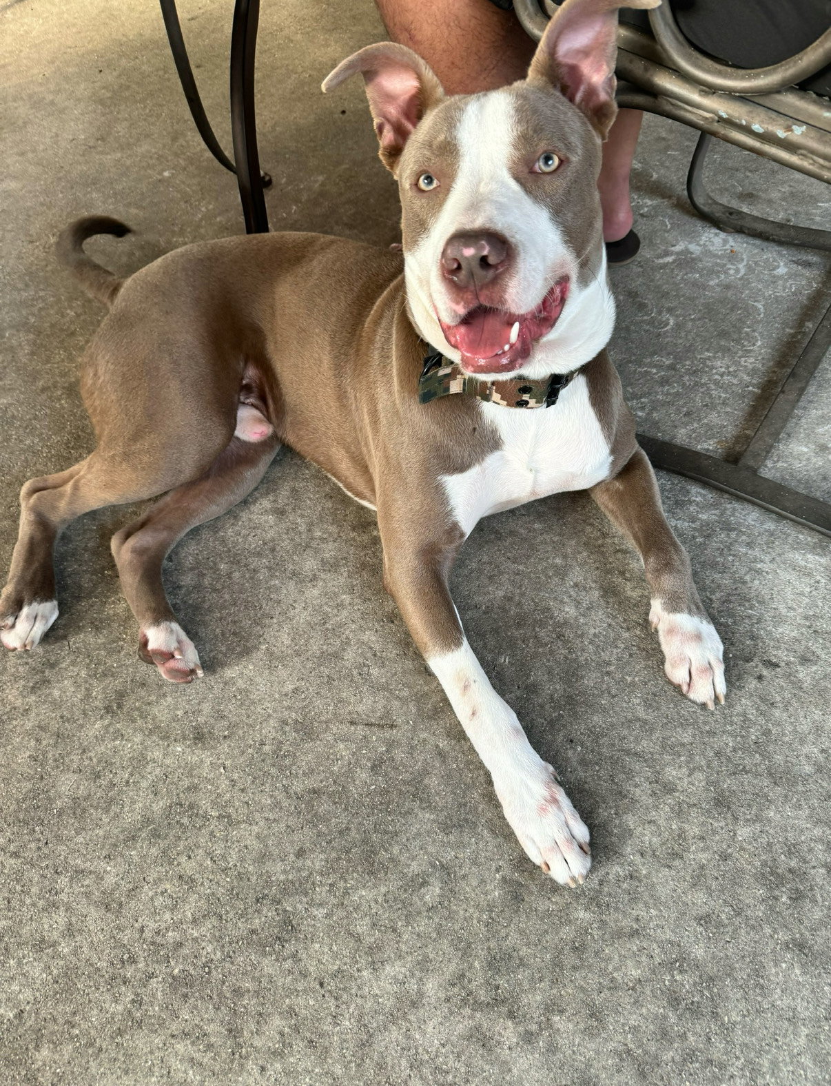 Pit Bull