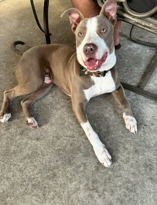 picture of the dog needing adoption