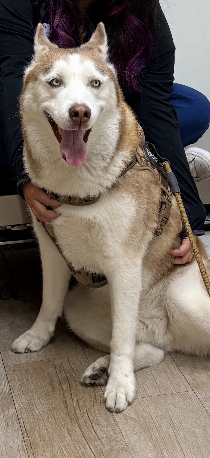 Siberian Husky