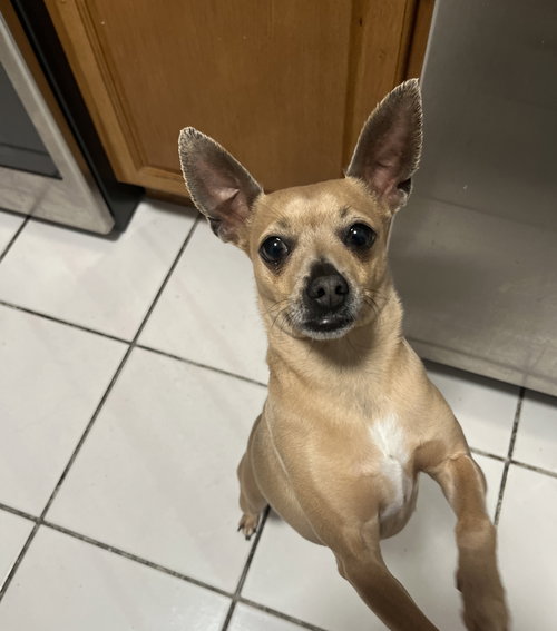 picture of the dog needing adoption