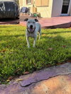 COURTESY POST: Lucy - Photo 3