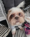 COURTESY POST: Lucy - Photo 1