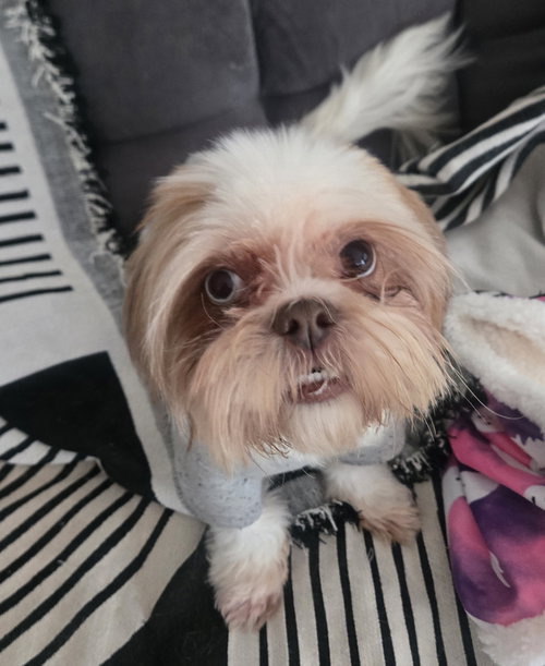 picture of the dog needing adoption