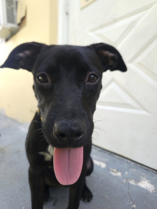 picture of the dog needing adoption