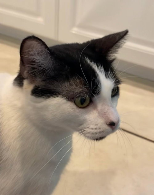 picture of the cat needing adoption