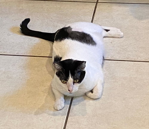 COURTESY POST: VENUS & MITRA (MOM & SON) - Domestic Short Hair available for adoption