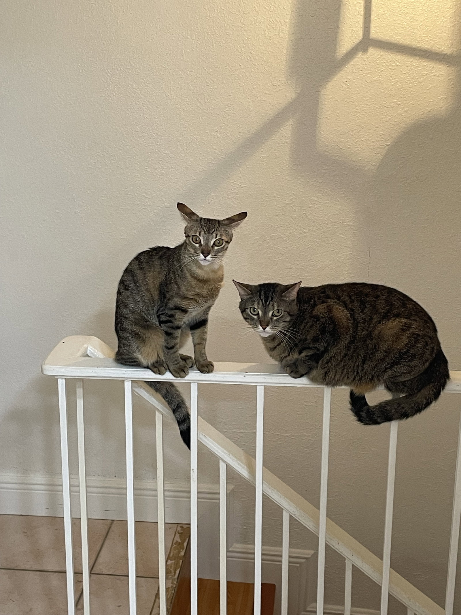 COURTESY POST: Ivy & Missou (Mom & Daughter) Image