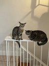 COURTESY POST: Ivy & Missou (Mom & Daughter) - Photo 1