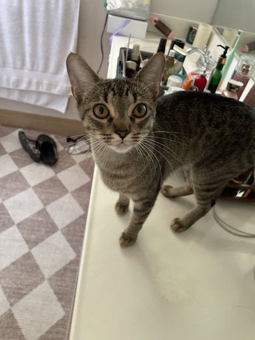 COURTESY POST: IVY & MISSOU (MOM & DAUGHTER) - Domestic Short Hair available for adoption