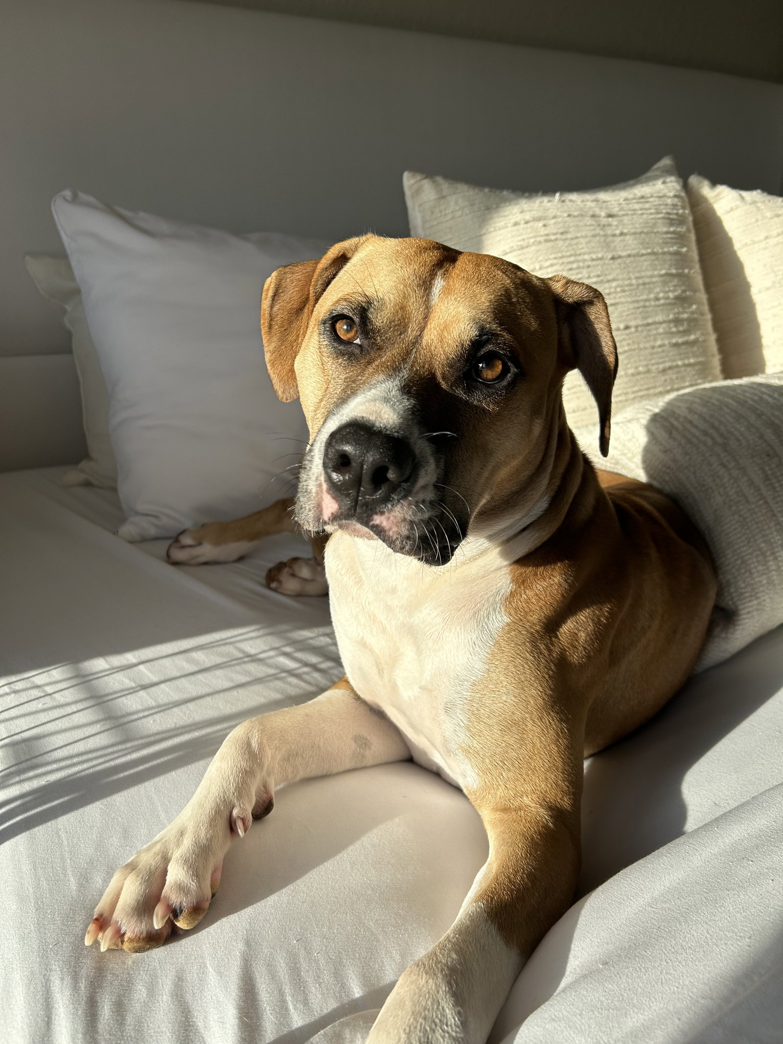 Boxer