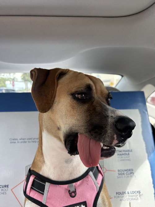 COURTESY POST: HONEY - Boxer available for adoption