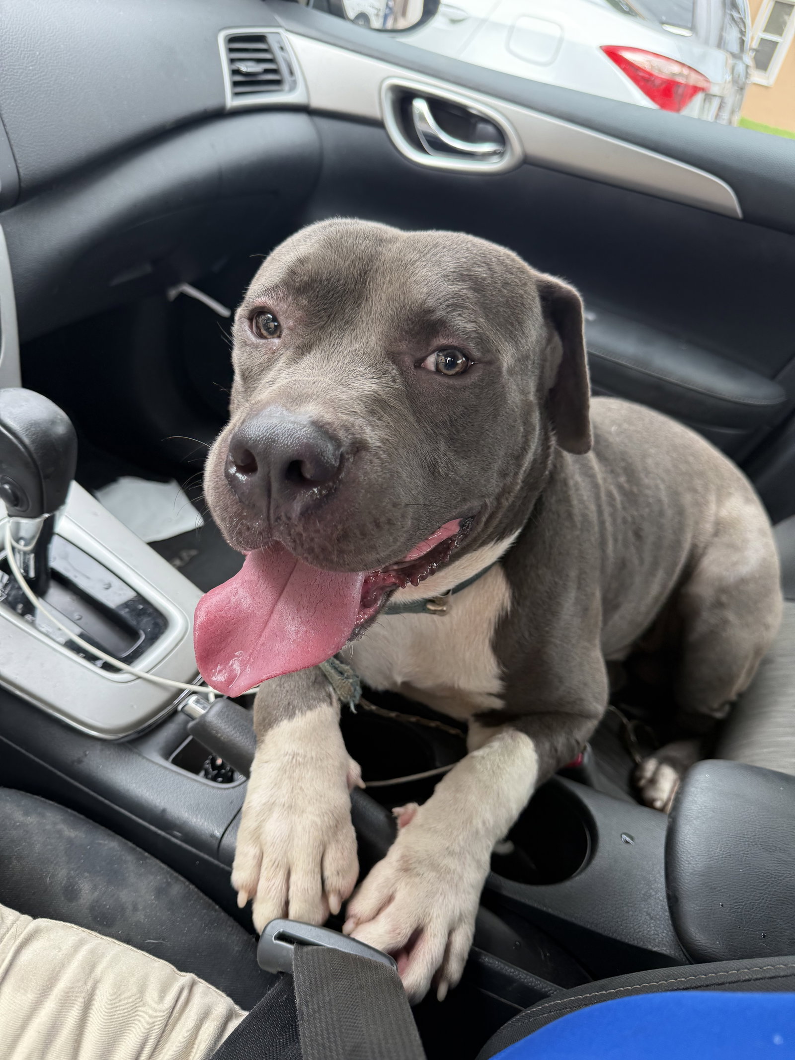 Pit Bull