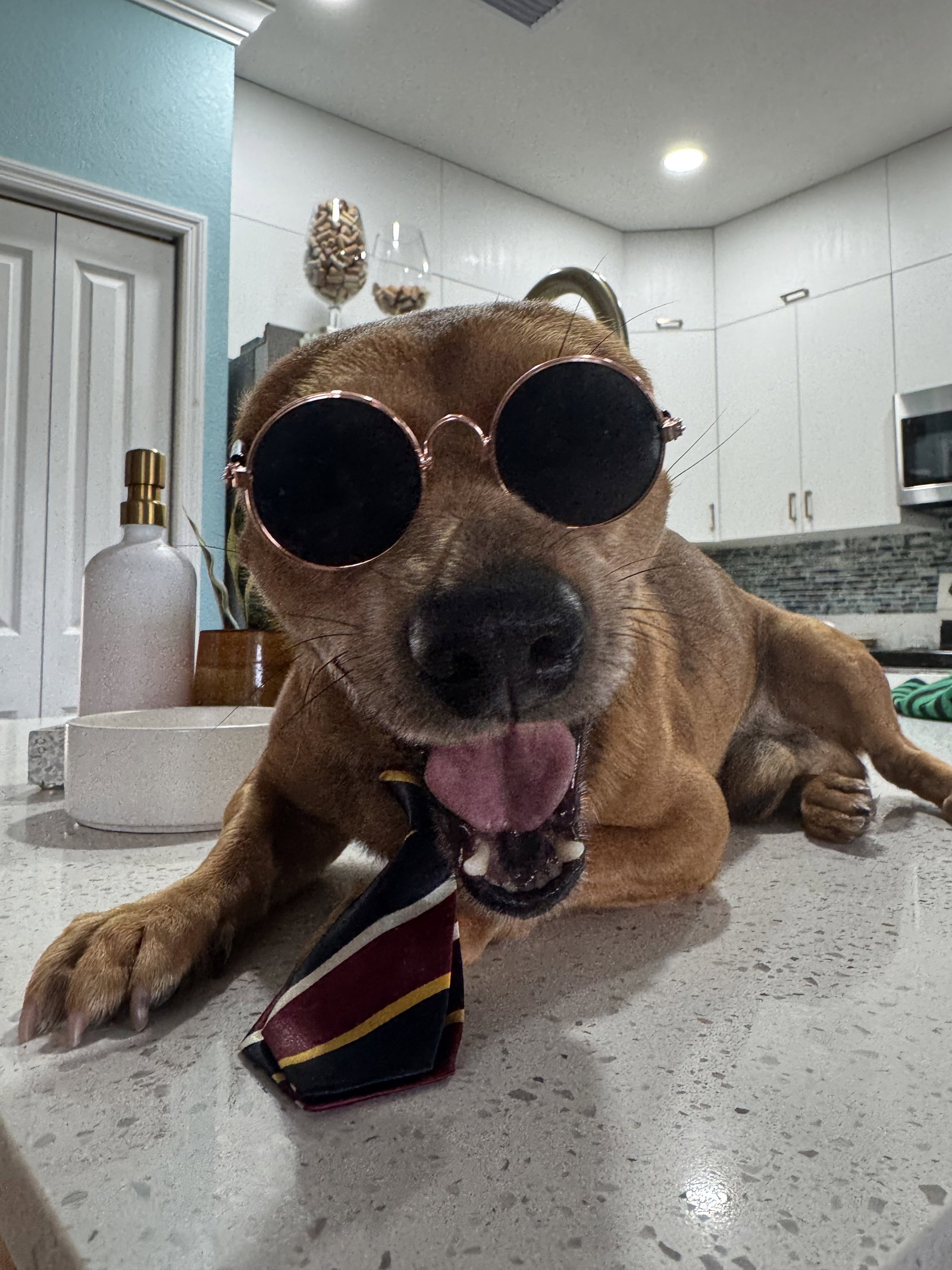 Chihuahua