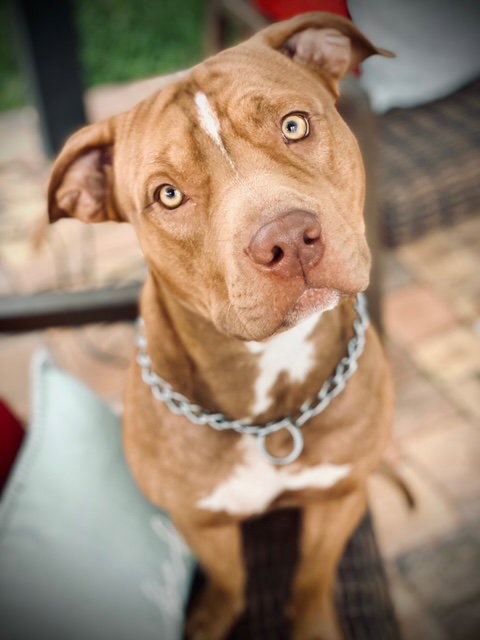 Pit Bull