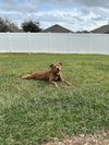 COURTESY POST: Yoda - Photo 2