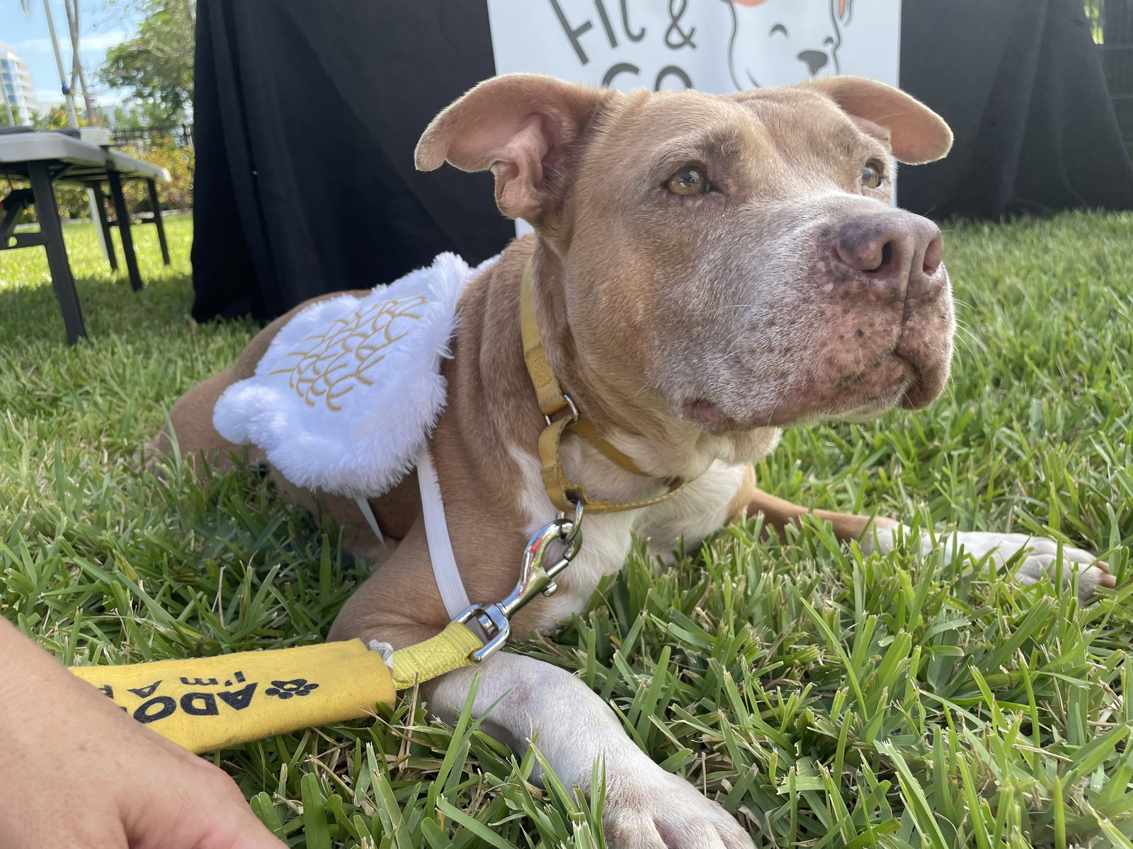 Pit Bull