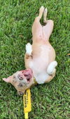COURTESY POST: Cookie - Photo 2