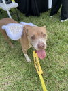 COURTESY POST: Cookie - Photo 3