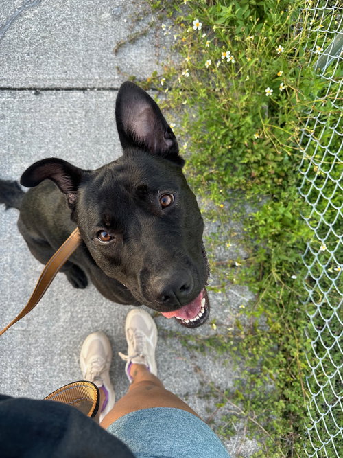 picture of the dog needing adoption