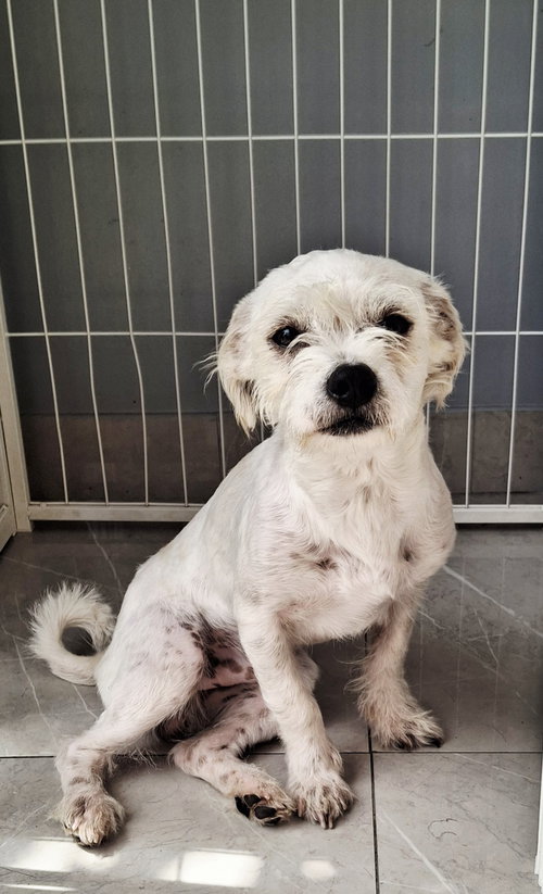 picture of the dog needing adoption
