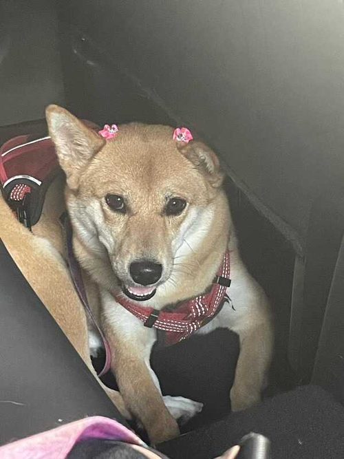 picture of the dog needing adoption