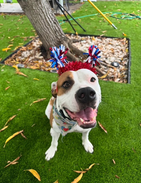 Pit Bull