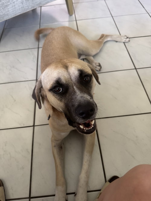 COURTESY POST: CALY - Boxer available for adoption
