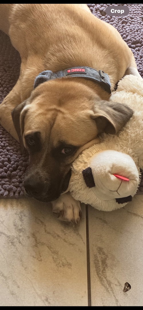 COURTESY POST: CALY - Boxer available for adoption