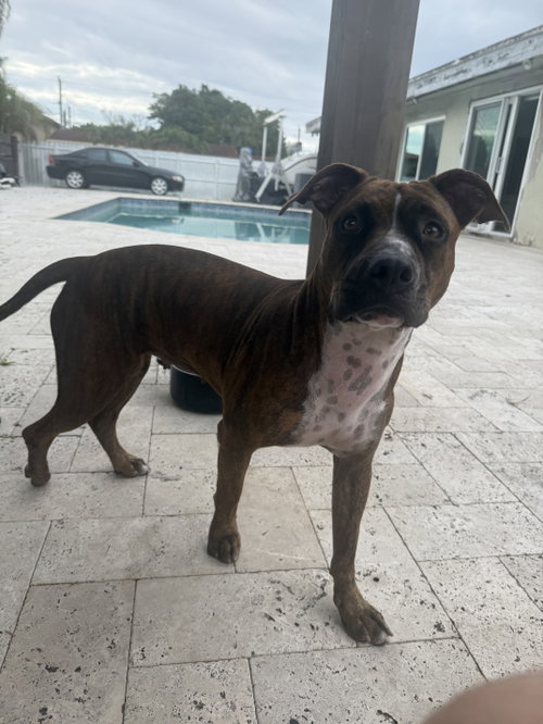 COURTESY POST: CANELA - American Pit Bull Terrier available for adoption