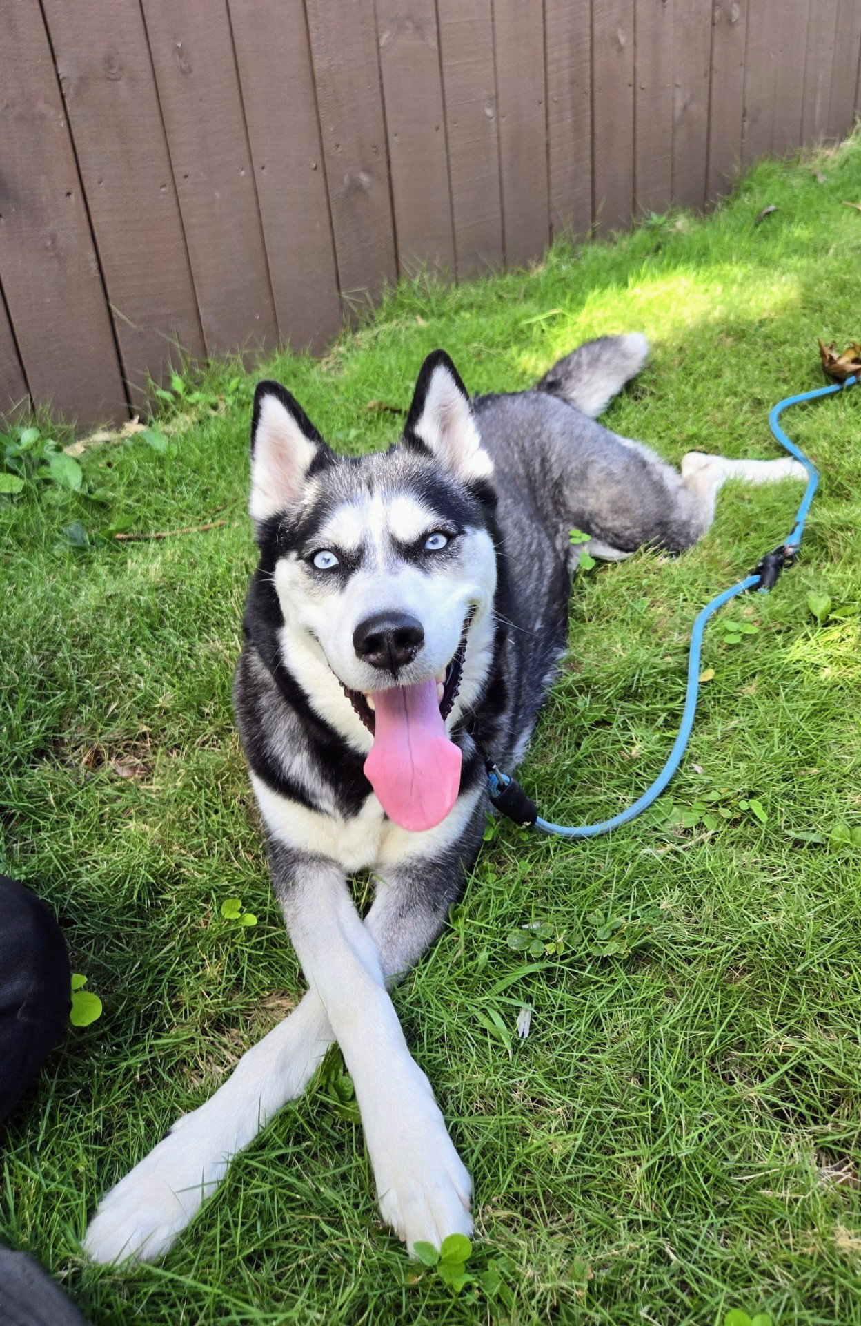 Siberian Husky