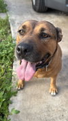 COURTESY POST: Roxy - Photo 1