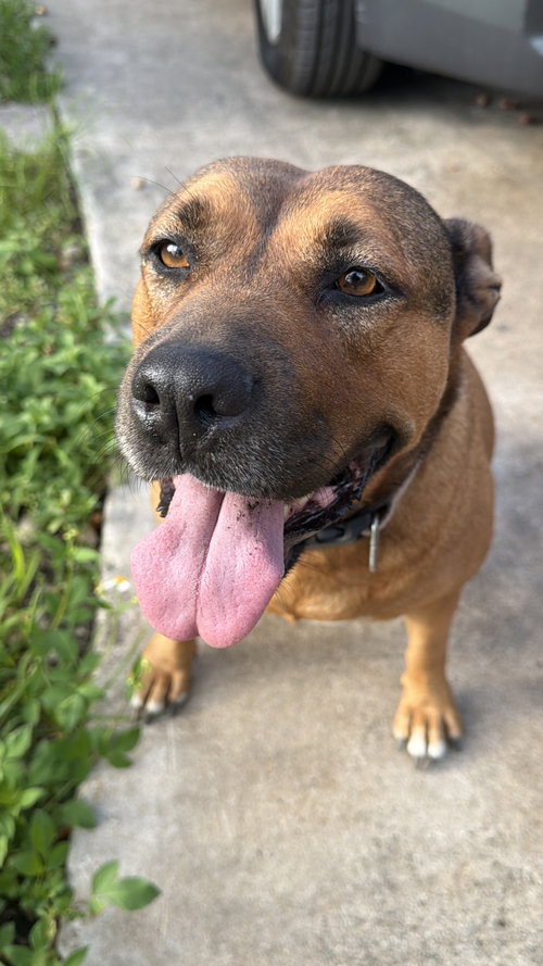 COURTESY POST: ROXY - Shepherd available for adoption