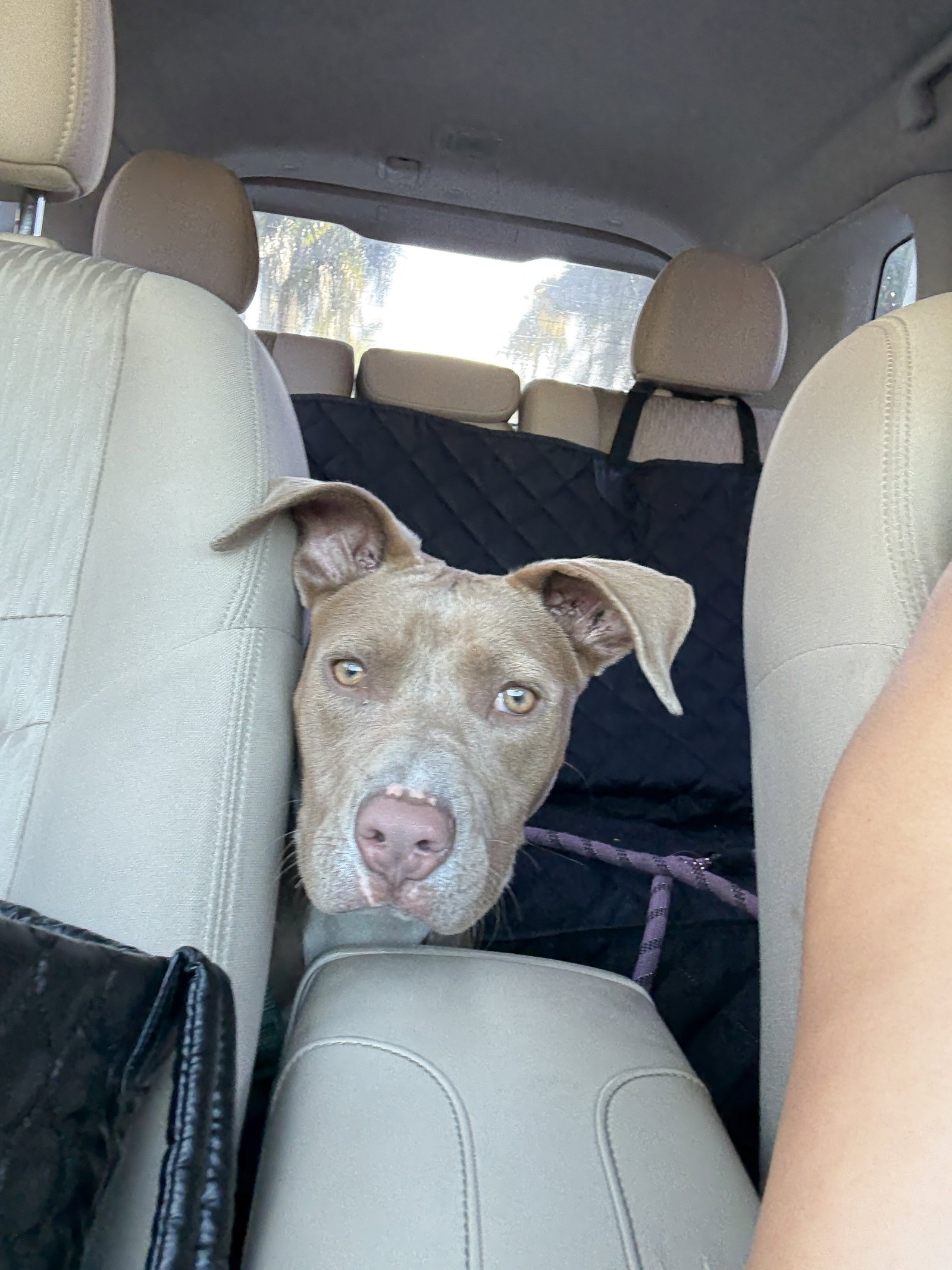 Pit Bull