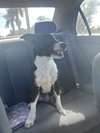COURTESY POST: Puppy - Photo 1